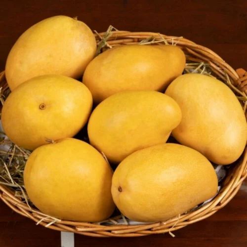 Malgova mangoes Supplier in Coimbatore