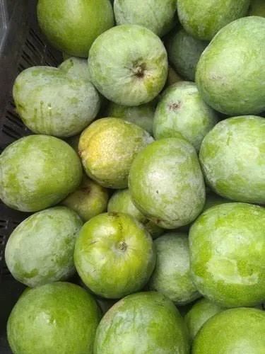 Green Natural Malgova Mangoes, Plastic Bag, Packaging Size: 20 Kg