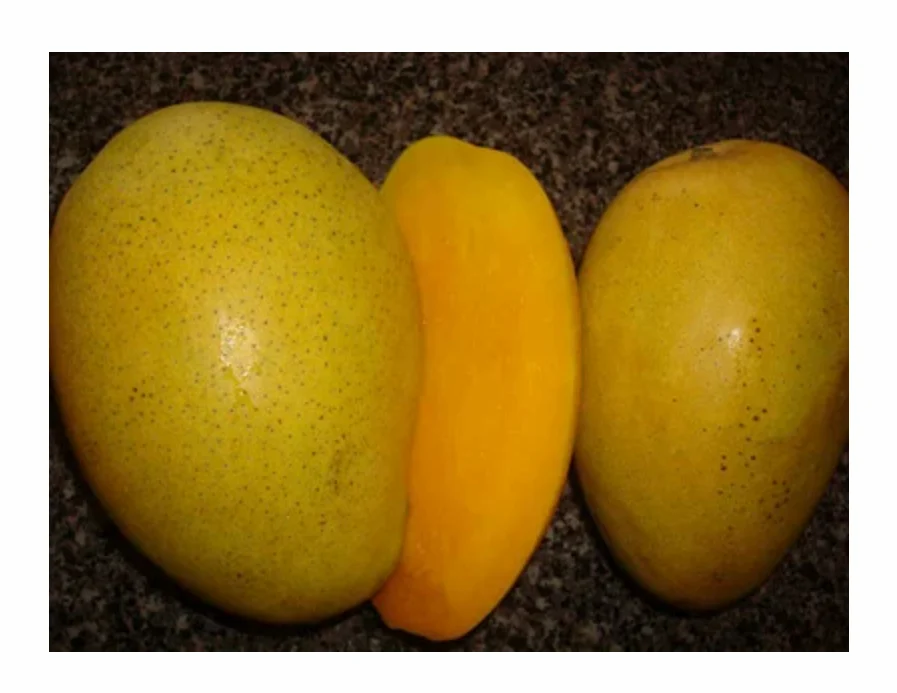 Malgova Mango