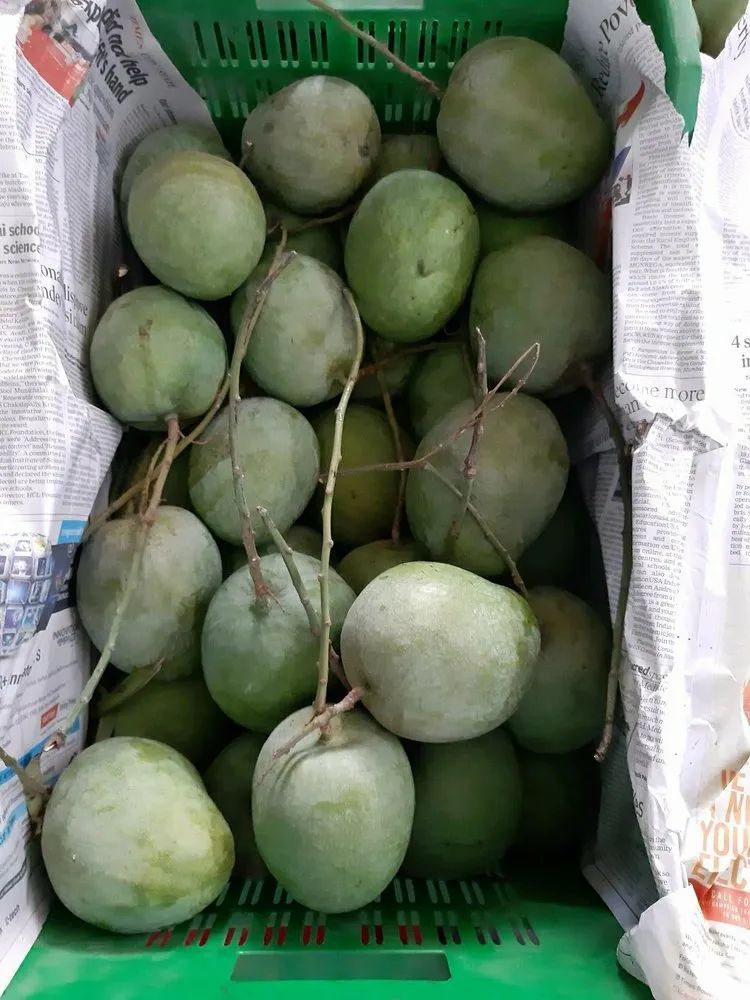 Malgova Mangoes