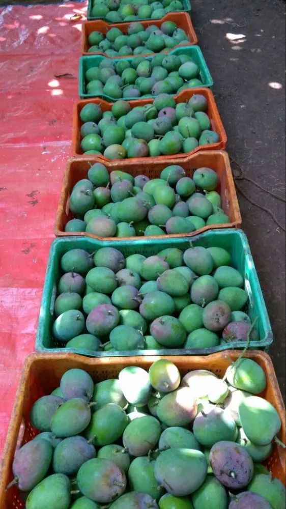 Mulgoba Mangoes