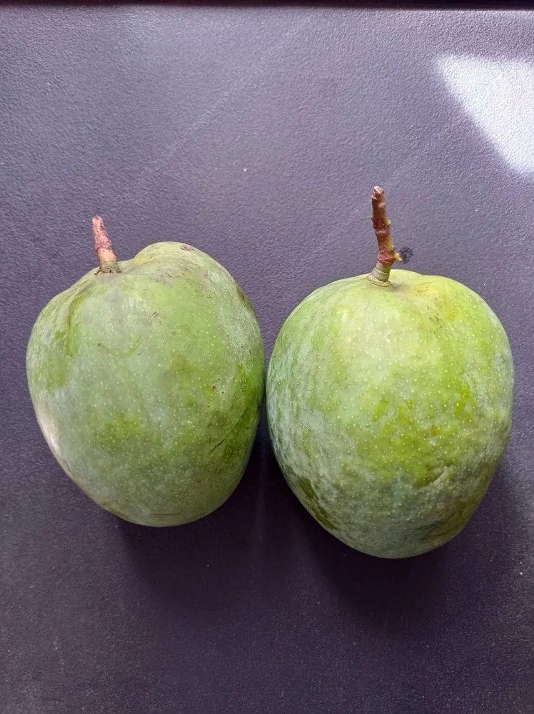 Malgova Mangoes