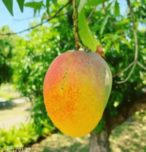 Malgova Mango
