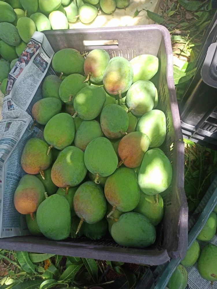 Malgova Mango
