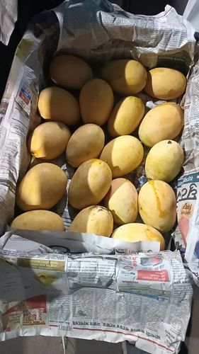 Fresh Mangoes, Packaging Type: Carton Box