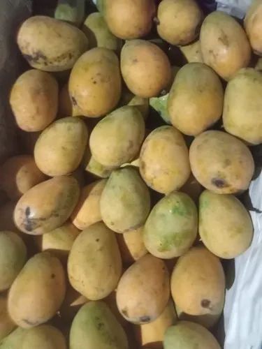 Green Himsagar Mango Fruit, Crate, Packaging Size: 20 Kg