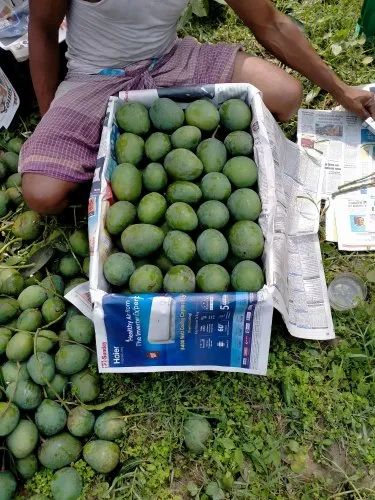 Himsagar Mango