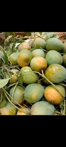 Fresh Himsagar Mango