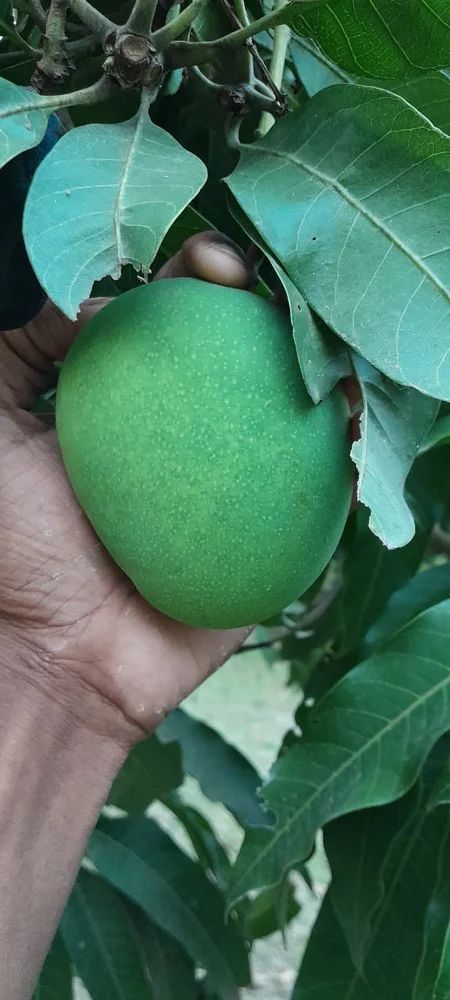 Himsagar Mango