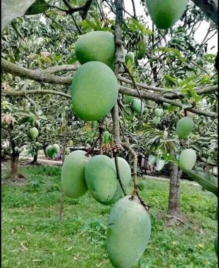 Himsagar Mango