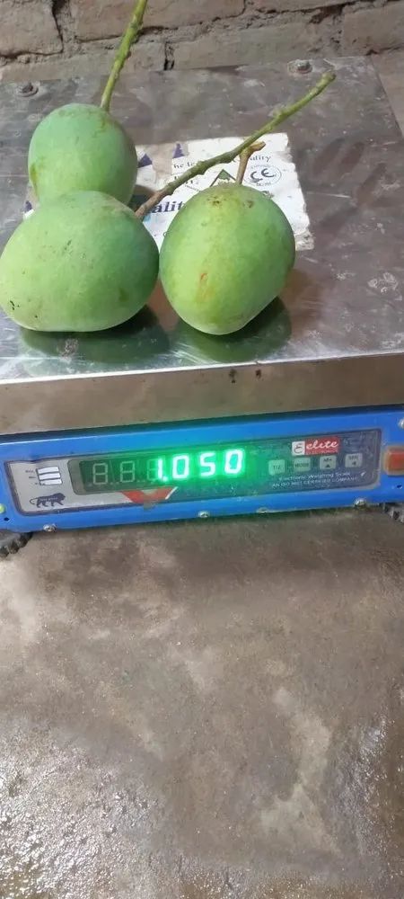 Green Himsagar Mango Fruit, Packaging Size: 20 Kg