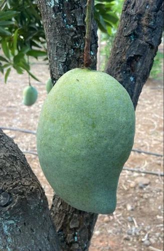 Hima Pasand Mango