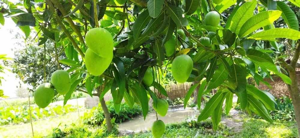 Himsagar Mango