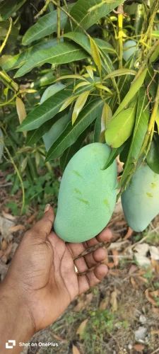 Mallika Mango