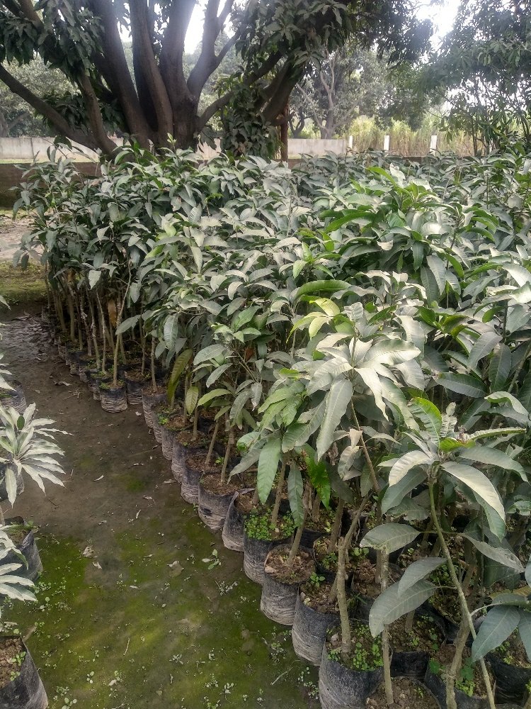 Mango - Mallika