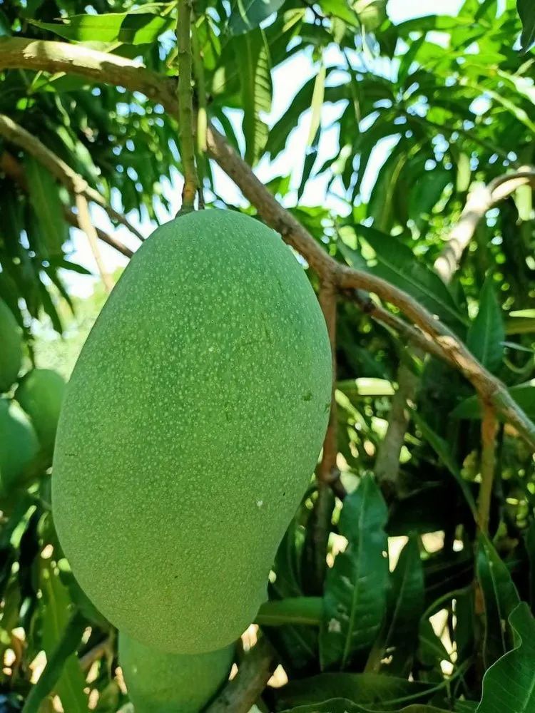 Mallika mangoes 6 Tons Available