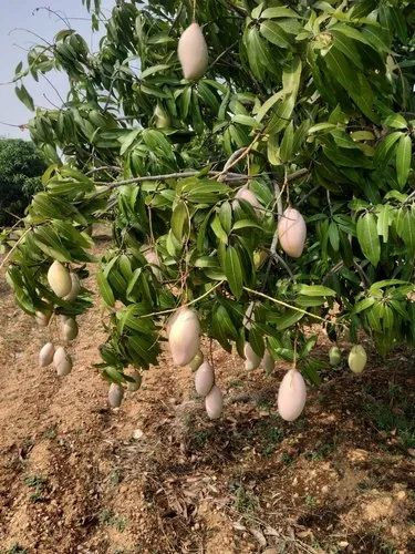 Mallika Mango