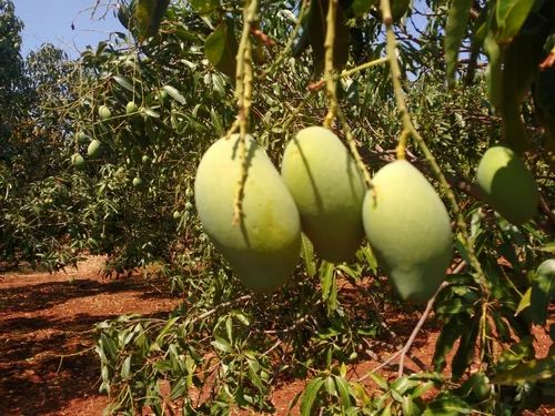 Mallika Mangoes