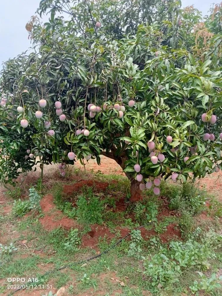 Mallika Mango Fruit