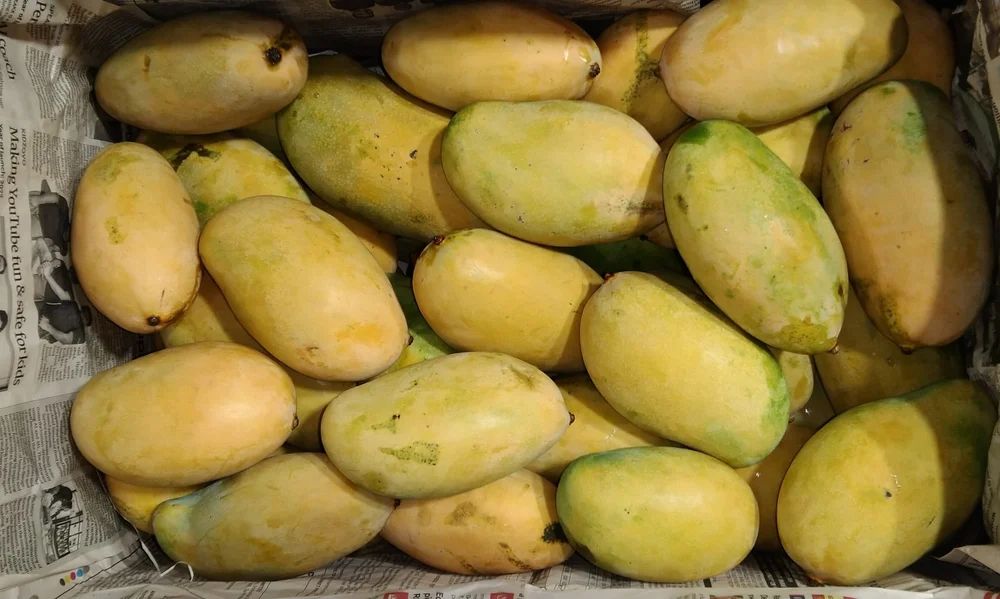 Mallika Mango