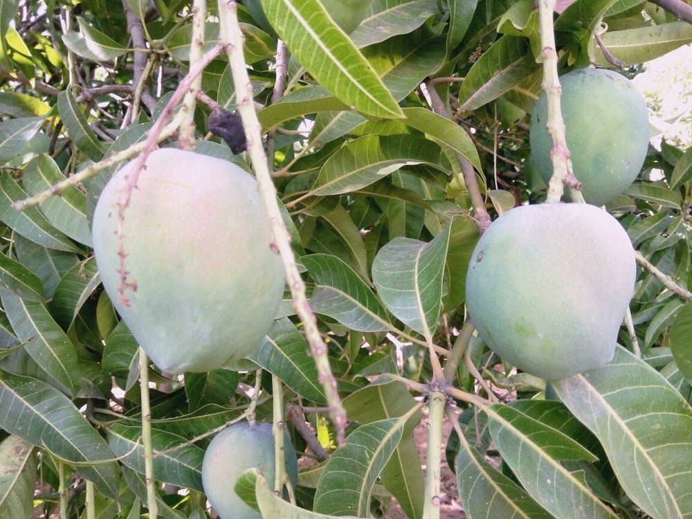 Raspuri Mango