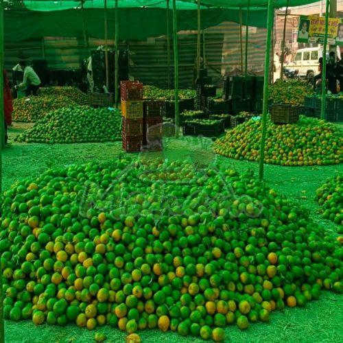 Fresh Green Orange