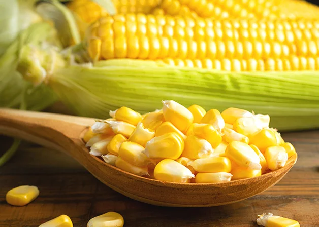 Maize
