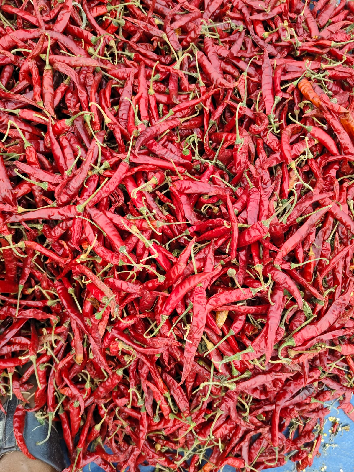 Red Chilli
