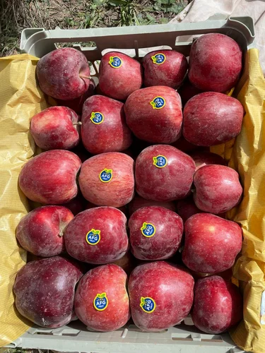 Fresh Organic Fuji Apples