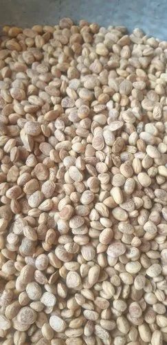 12 Months Buchanania Lanzan Seed, Packaging Size: 10 Kg