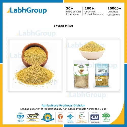 Foxtail Millet for Human Consumption - Labh Group