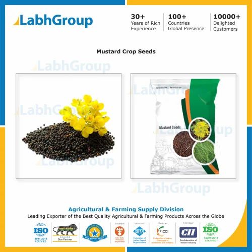 Mustard Oilseed Crop Seeds - Labh Group