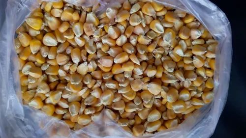 Yellow Corn Maize