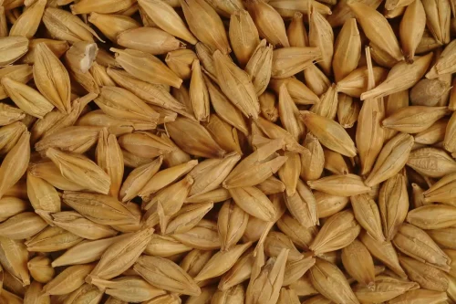 Angel Yellow Cattle Feed Barley, Organic