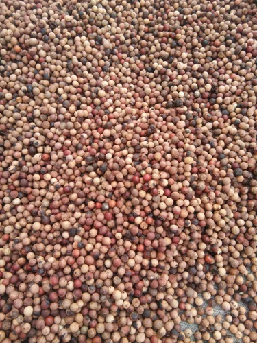 Seeds