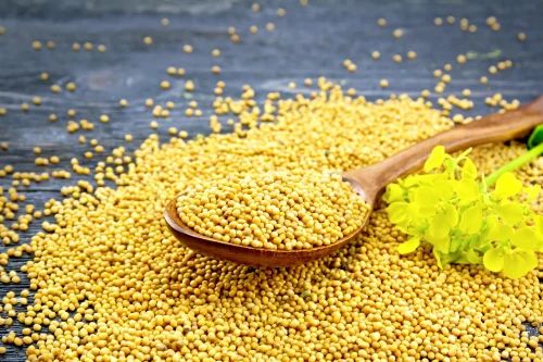 Organic Mustard Seed, Yellow, Medium
