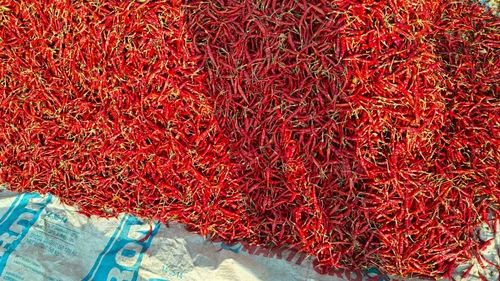 Guntur Dry Red Chilli
