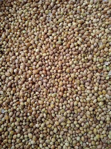 Natural Hybrid Coriander Seed, Packaging Type: Packet, Packaging Size: 10 kg