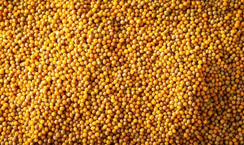 Yellow Mustard Seed, Packaging Size: 25 Kg