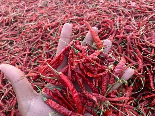 Ipm Red Chilli, Teja (S17)