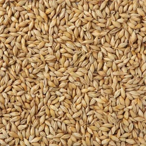 Barley Malt Grain, 5 Kg