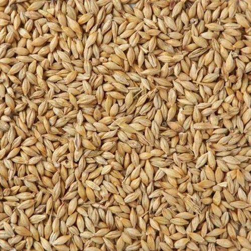 Brown Malted Barley ( Standard), Organic