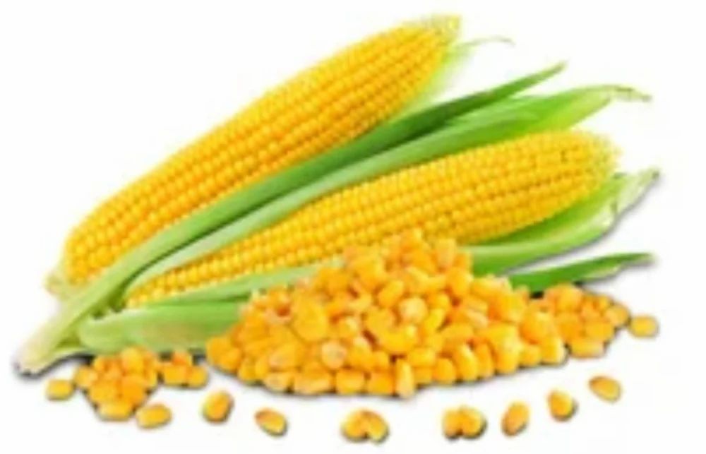 Organic Sweet Corn