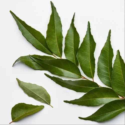 Indian Curry Leaves, 5 kg