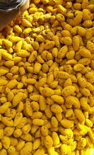 Whole Turmeric Finger, 25 Kg