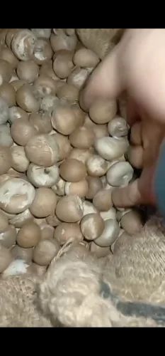 Betel Nut