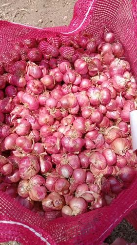 Onion, 45-55mm, 10 Kg