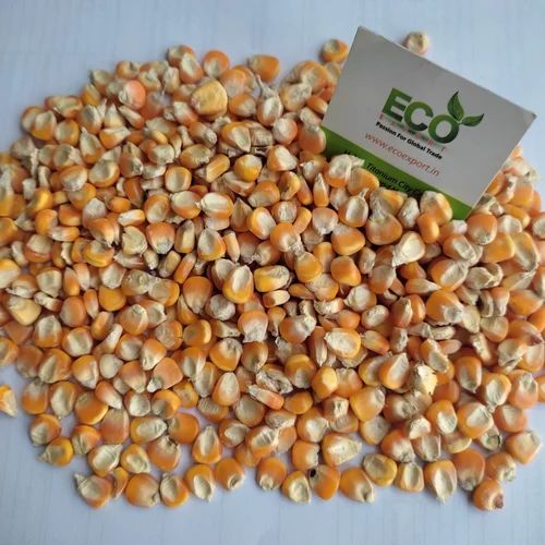 Animal Feed Yellow Corn (Whole Grain) for Cattle