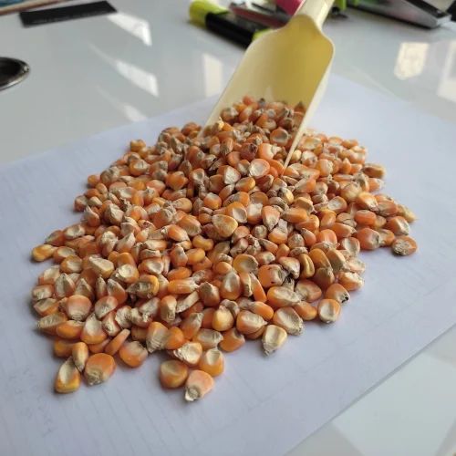 Top Selling India Origin Yellow Maize