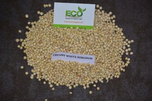 Creamy White Sorghum From India